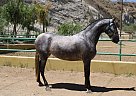 Andalusian - Horse for Sale in CANYON COUNTRY, CA 91387
