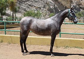 Andalusian / PRE (Andalusian / PRE, Mare) in Canyon Country, CA