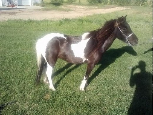 Beautiful Pinto Mare, Ready To Show