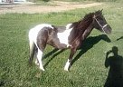 Miniature - Horse for Sale in Bennett, CO 80102
