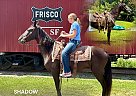Missouri Fox Trotter - Horse for Sale in willowsprings, MO 65793