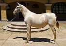Andalusian - Horse for Sale in Canyon Country, CA 91387