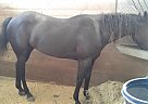 Demi Black Beauty Paint Mare