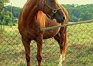 Quarab - Horse for Sale in Monticello, GA 31064