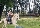 Cotton - Gelding in Winters, CA Cotton - Gelding in Winters, CA