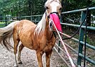 King - Gelding in Simpson, LA King - Gelding in Simpson, LA