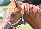 Half Arabian - Horse for Sale in Fredericksburg, PA 17026