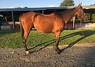 Future - Gelding in North EastNorth East, MD Future - Gelding in North EastNorth East, MD