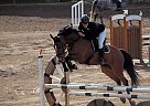 Oldenburg - Horse for Sale in Riga, active Oldenburg - Horse for Sale in Riga, active
