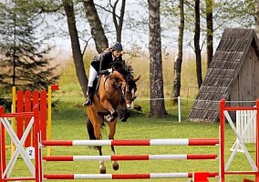 Lorete (Warmblood, Mare)