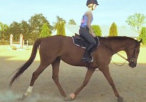 Thoroughbred (Thoroughbred, Mare) in Knoxville, TN