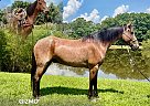 Missouri Fox Trotter - Horse for Sale in WILLOWSPRING, MO 65793