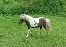 Miniature Mare for Sale Lady Bug