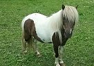 Miniature Mare for Sale in Dennison, Minnesota Miniature Mare for Sale in Dennison, Minnesota
