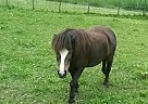 Miniature Mare for Sale in Dennison, Minnesota Miniature Mare for Sale in Dennison, Minnesota