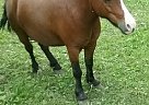 Miniature Mare for Sale in Dennison, Minnesota Miniature Mare for Sale in Dennison, Minnesota