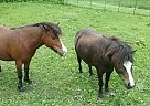 Miniature Mare for Sale in Dennison, Minnesota Miniature Mare for Sale in Dennison, Minnesota