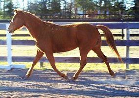 Quarter Pony (Quarter Pony, Mare) in Aiken, SC