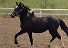 Other - Horse for Sale in Salem, OR 97301