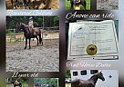 Racking - Horse for Sale in Spotsylvania, VA 22551 Racking - Horse for Sale in Spotsylvania, VA 22551