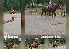 Quarter Horse - Horse for Sale in Spotsylvania, VA 22508 Quarter Horse - Horse for Sale in Spotsylvania, VA 22508