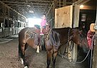 Quarter Horse - Horse for Sale in Marietta, OH 45750