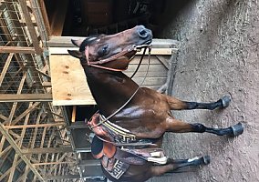 Quarter Horse (Quarter Horse, Stallion) in Marietta, OH