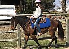 2007 Western Performance Gelding... I Am Fancyfree