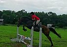 Horse for Sale Romeo