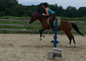 Quarter Horse (Quarter Horse, Mare) in Sutton, MA