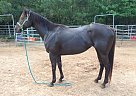 Quarter Horse - Horse for Sale in Mesa, AZ 85212