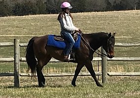 Quarter Horse (Quarter Horse, Gelding) in Liberty, MO