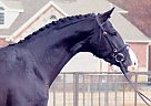 - Mare in London, ON - Mare in London, ON