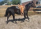 Super Barrel, English, Ranch, Tr... Quarter Horse Mare
