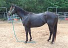 1D/2D Open Mare La Jollas Gold/S... Quarter Horse Mare