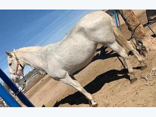 Andalusian