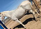 Andalusian - Horse for Sale in Hesperia, CA 92345