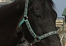 Cane - Gelding in Pittsburg, KS Cane - Gelding in Pittsburg, KS