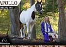 Paint - Horse for Sale in , VA 23321