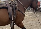 Azteca - Horse for Sale in Santa Maria, CA 93458