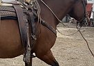 Azteca - Horse for Sale in Santa Maria, CA 93458 Azteca - Horse for Sale in Santa Maria, CA 93458