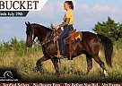 Rocky Mountain - Horse for Sale in Olean, MO 65064
