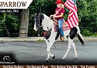 Spotted Saddle - Horse for Sale in Princeton, WV 24739