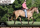 Rocky Mountain - Horse for Sale in Parkers Lake, KY 42634
