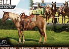 Haflinger - Horse for Sale in , KY 42503