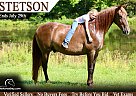 Kentucky Mountain - Horse for Sale in Mount Vernon, KY 40456