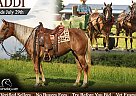 Haflinger - Horse for Sale in Somerset, MO 42503