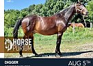 Standardbred - Horse for Sale in Pine Island, FL NA