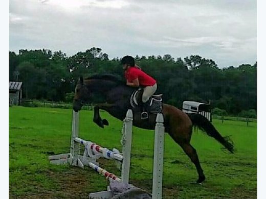 Horse for Sale