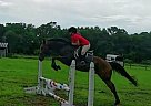 Appendix - Horse for Sale in Port Saint Lucie , FL 34983